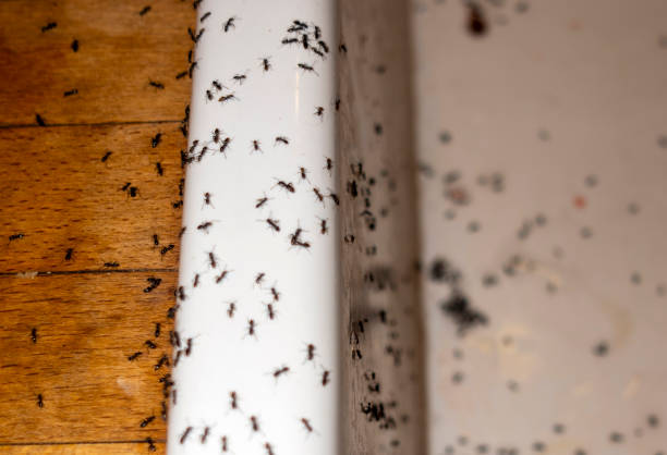 Best Exterminator Services  in Waianae, HI