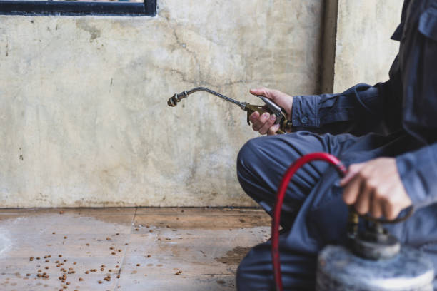 Best Local Pest Control Services  in Waianae, HI